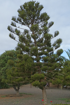 Norfolk Island Pine