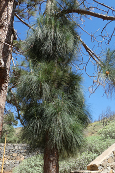 Canary Islands Pine