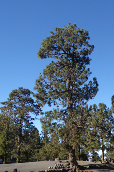 Canary Islands Pine