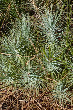 Canary Islands Pine