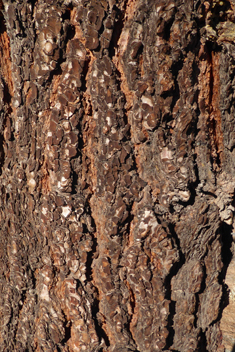 Canary Islands Pine