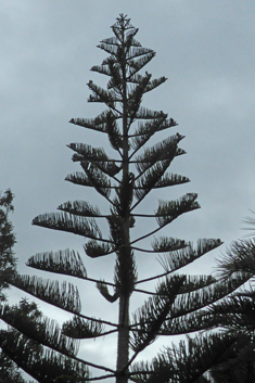 Norfolk Island Pine