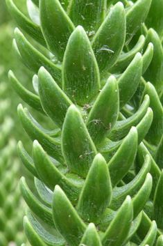 Norfolk Island Pine