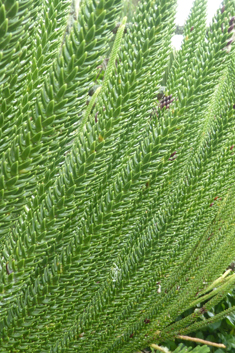 Norfolk Island Pine