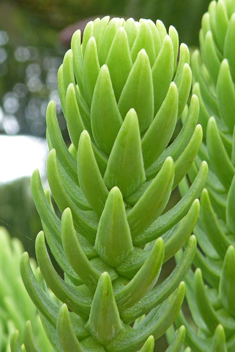 Norfolk Island Pine