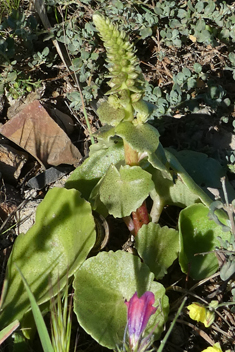 North African Navelwort