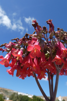 Kalanchoe x houghtonii