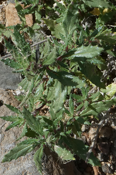 Forsskaolea angustifolia