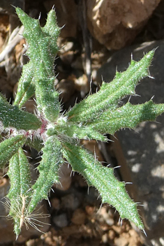 Forsskaolea angustifolia