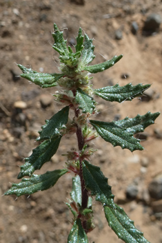 Forsskaolea angustifolia