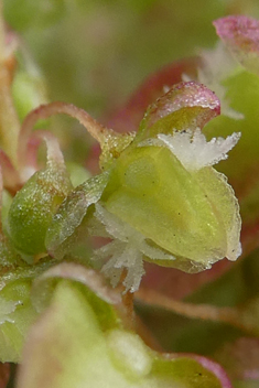 Canary Islands Sorrel