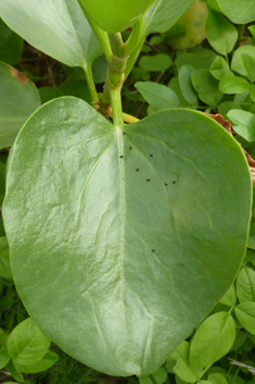 Canary Islands Sorrel