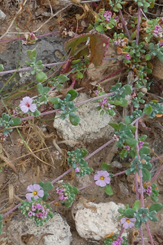 Annual Sea-heath