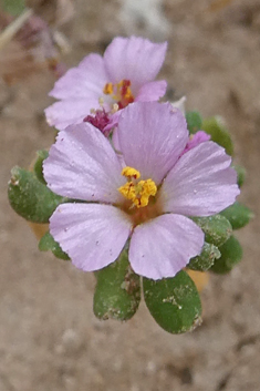 Annual Sea-heath