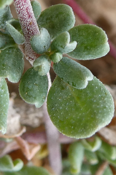 Annual Sea-heath