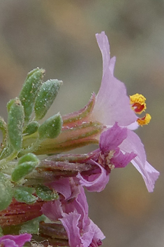 Annual Sea-heath