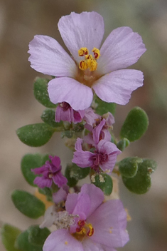 Annual Sea-heath