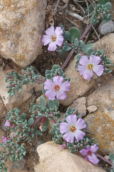 Annual Sea-heath