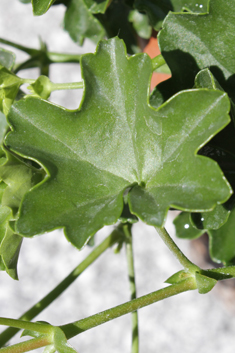 Ivy-leaved Pelargonium