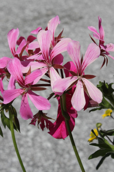 Ivy-leaved Pelargonium