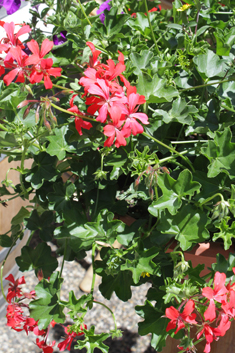 Ivy-leaved Pelargonium