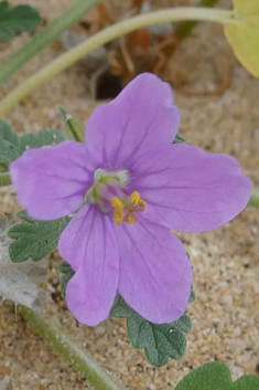 Erodium neuradifolium