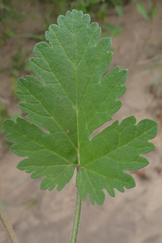 Three-lobed Stork's-bill