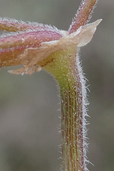 Three-lobed Stork's-bill