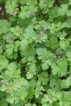 Three-lobed Stork's-bill