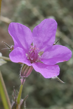 Three-lobed Stork's-bill