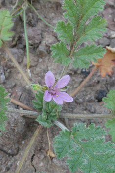 Erodium neuradifolium