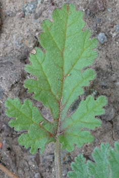 Erodium neuradifolium