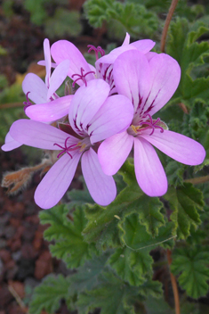 Rose-scented Pelargonium