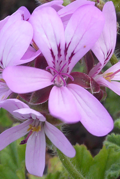 Rose-scented Pelargonium