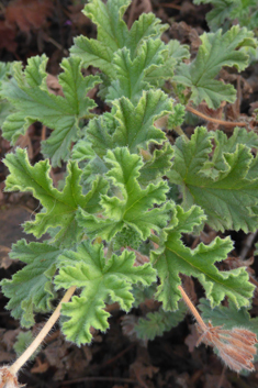 Rose-scented Pelargonium