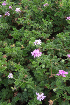 Rose-scented Pelargonium