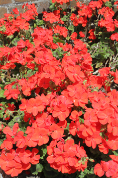 Hybrid Zonal Pelargonium