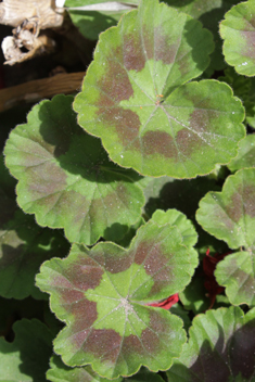 Hybrid Zonal Pelargonium