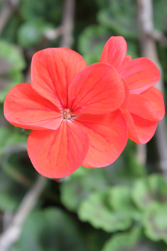 Hybrid Zonal Pelargonium