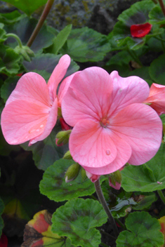 Hybrid Zonal Pelargonium