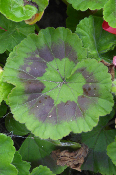 Hybrid Zonal Pelargonium