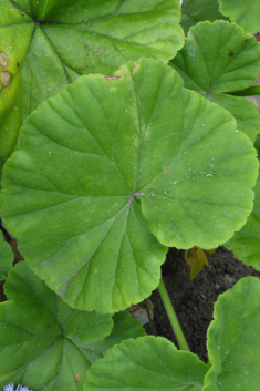 Hybrid Zonal Pelargonium