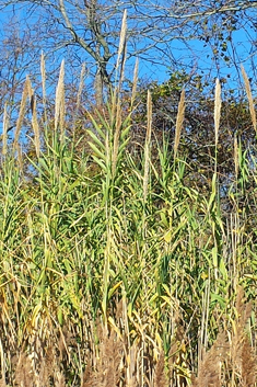 Giant Reed