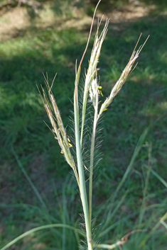 Common Thatching-grass