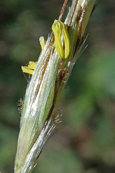 Common Thatching-grass