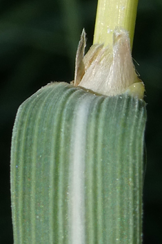 Common Thatching-grass