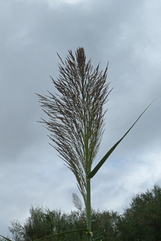 Giant Reed