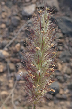 Buffel-grass