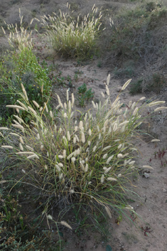 Buffel-grass