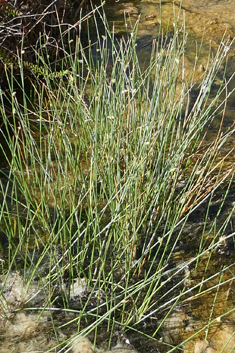 Smooth Flat-sedge